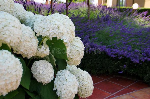 八仙花属花向薰衣草背景