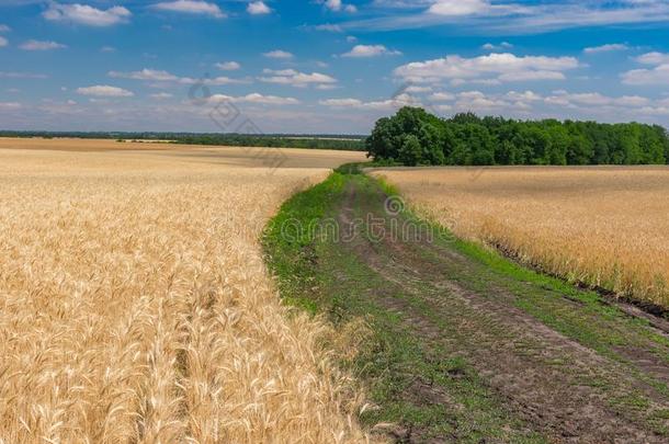 六月<strong>风</strong>景和一地球路经过成熟的小麦农业的