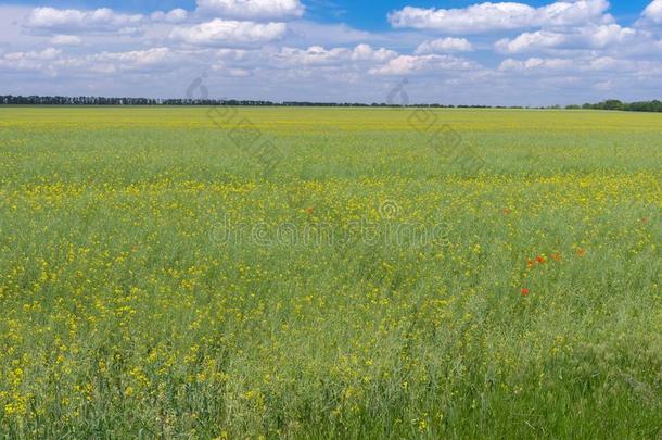 六月<strong>风</strong>景和农业的田和开花