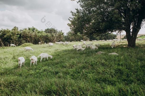 组白色的山羊农场放牧草地草