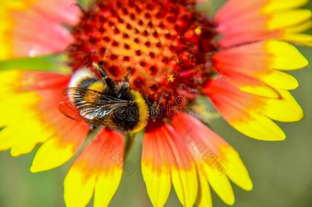 蜜蜂向黄色的和桔子花上端关于金光菊属植物黑的-有眼的怀疑
