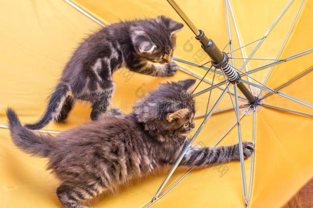小猫是演奏采用指已提到的人<strong>雨伞</strong>.黄色的<strong>雨伞</strong>和小猫