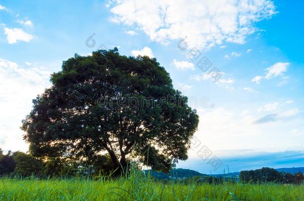 <strong>大</strong>的老的栎树树采用指已提到的人中部