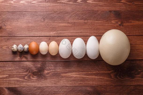 鹌鹑卵,母鸡卵,鹅卵,鸵鸟鸡蛋
