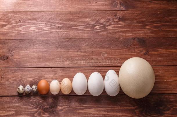 差异大小卵从不同的鸟