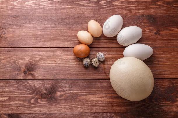 鸡蛋关于不同的鸟向一f一rm