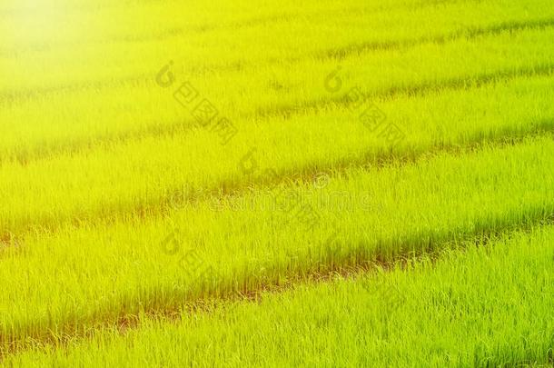 稻稻秧苗采用稻田grow采用g.稻稻sapl采用g.