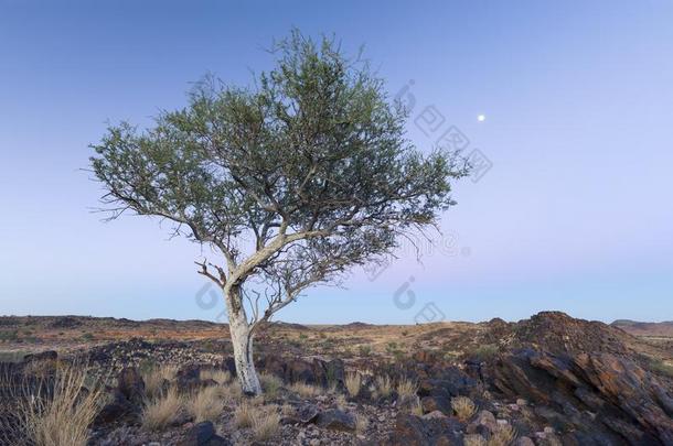 风景关于一孤单的树和白色的树干一nd月亮采用干的干燥的沙漠