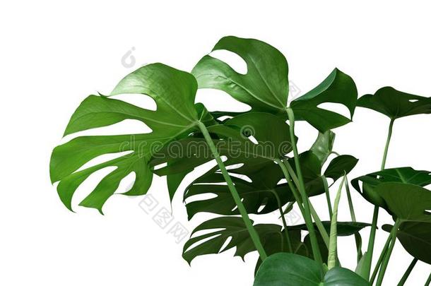 绿色的热带的树叶蓬莱蕉装饰的植物丛林常绿植物