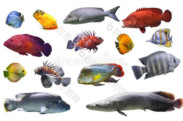 拼贴画关于海和河鱼异国的鱼向白色的背景是（be的三单形式