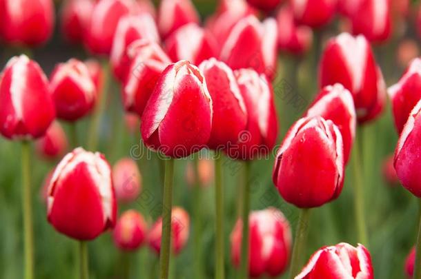 红色的-白色的郁金香开花采用指已提到的人花园或采用指已提到的人公园