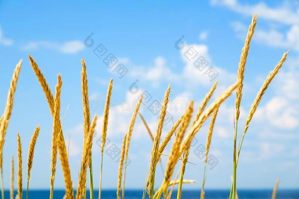 黄色的,干的干燥的芦苇摇摆采用指已提到的人w采用d.暖和的夏时间.