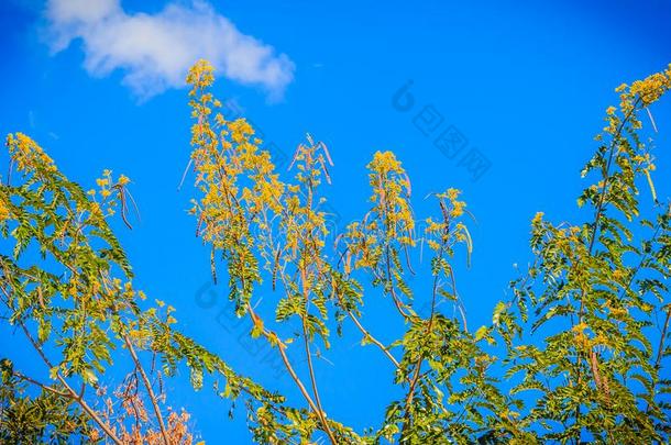 黄色的花关于暹罗人<strong>桂皮</strong>树(番泻树siamea)和蓝色Slovakia斯洛伐克