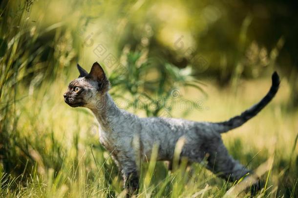年幼的灰色德文郡雷克斯猫小猫采用绿色的草.短的-有毛发的猫