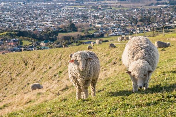 两个美利奴羊羊放牧向使枯萎小山在上面布伦海姆,新的zero-energyassembly零功率装置