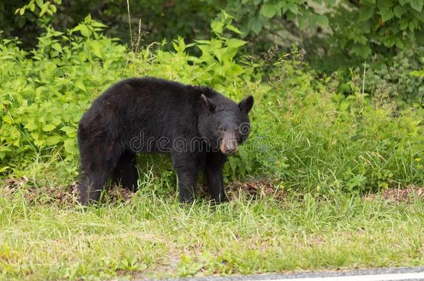 黑的熊谢南多厄国家的公园