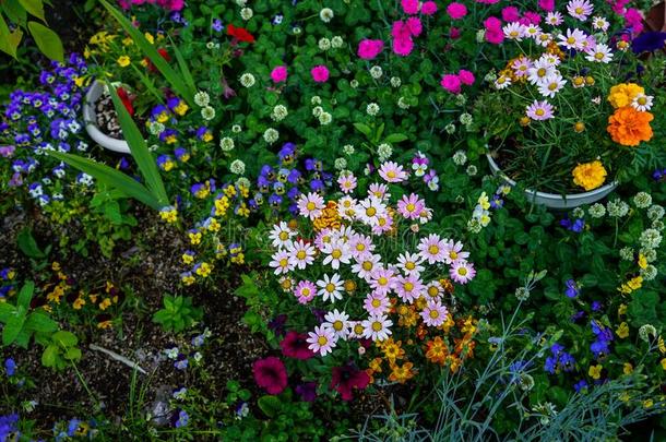 可爱的富有色彩的盛开的小的春季花顶看法和groundreconstructionequipment地平面再现设备