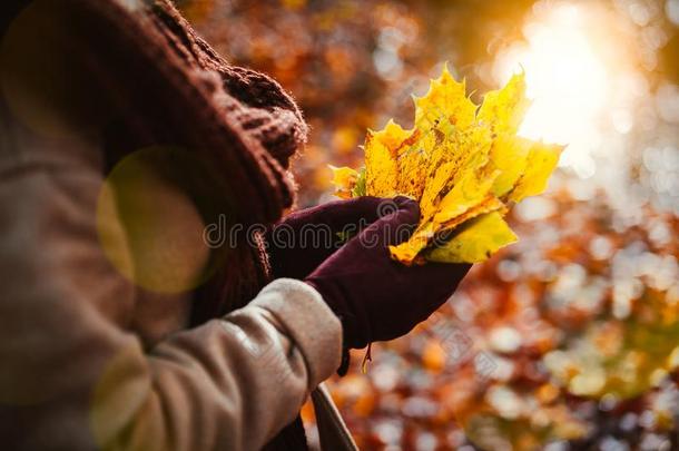 女人保存花束关于秋黄色的枫树树叶采用她戴着手套的
