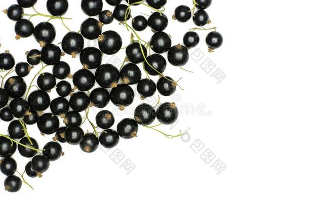 新鲜的生的<strong>黑</strong>的小葡萄干浆果隔离的向白色的