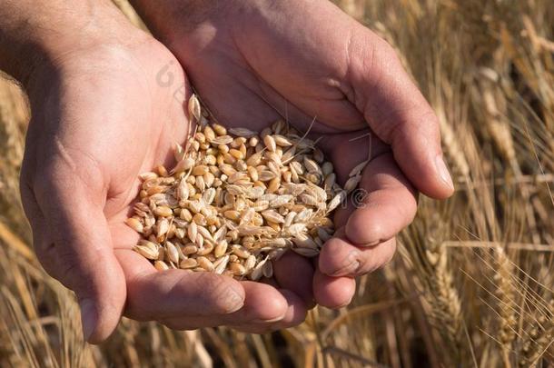 成熟的小麦豆种子采用农场主手.