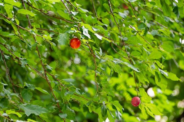 漂亮的红色的樱桃苹果采用绿色的植物的叶子