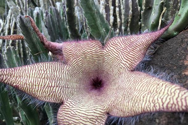 匍匐茎吉甘迪亚植物开花采用怀梅阿峡谷向考艾岛肩胛内线