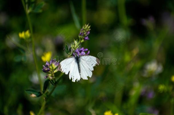 一甘蓝白色的蝴蝶收集花蜜向野生的草花