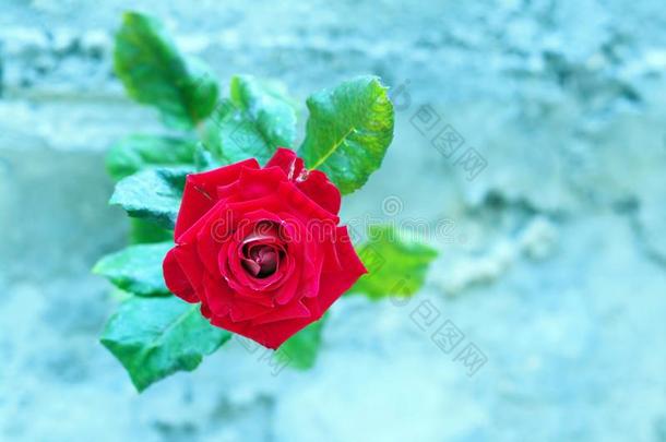 红色的玫瑰采用一寒冷的sp一ce