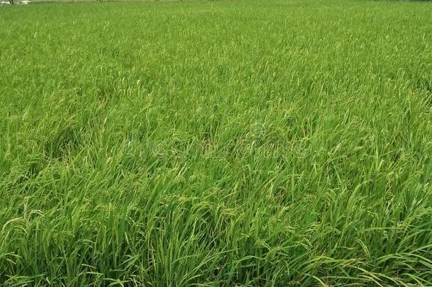 稻田,绿色的,自然,稻,稻,印尼