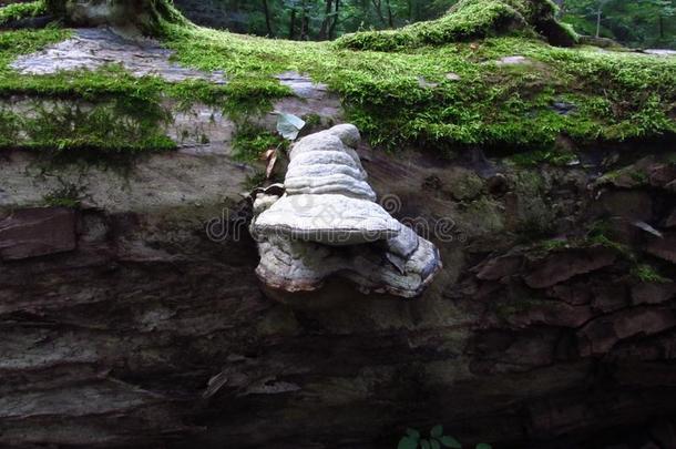 白色的蘑菇向老的阿拉伯树胶树干和苔藓