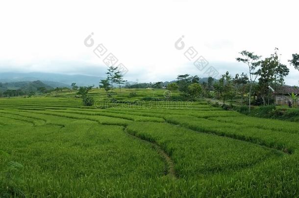 稻田,稻田s,风景,绿色的,印尼