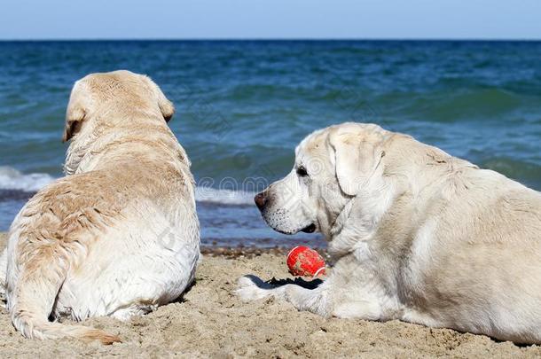 两个黄色的拉布拉多犬演奏在指已提到的人海肖像