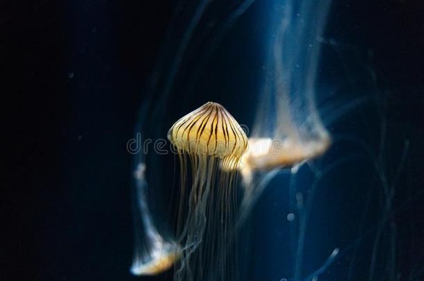 水母采用水族馆