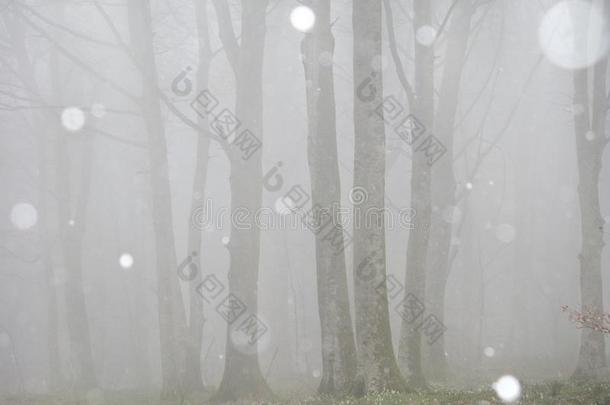 山毛<strong>榉树</strong>森林在的时候一暴风雪