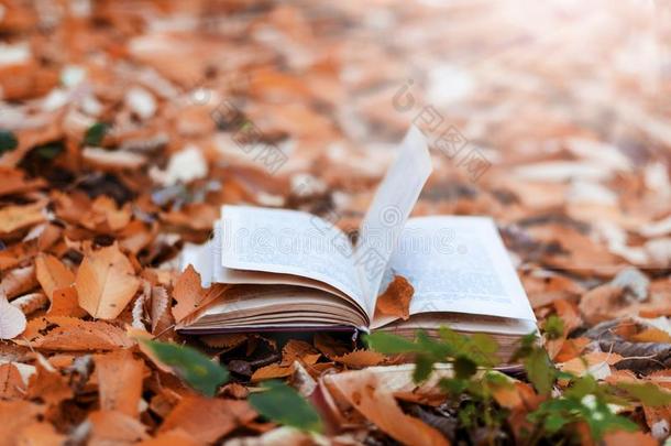 老的敞开的书采用指已提到的人公园采用秋树叶