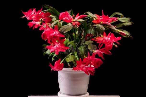 红色的斯伦贝谢拉截断的花采用花盆,圣诞节和英语字母表的第20个字母