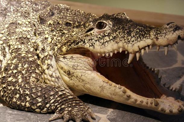 窄吻鳄菱形动物鳄鱼短吻鳄爬行动物动物危险！