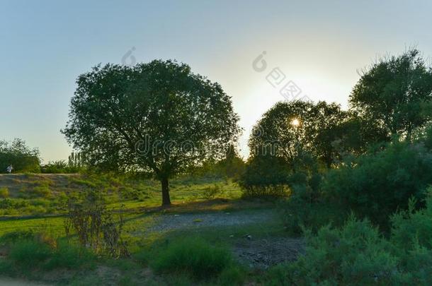 大大地单一的枫树树向和煦的：照到阳光的夏一天采用绿色的田和
