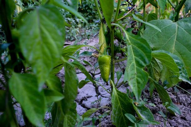 胡椒植物-热的黄色的和绿色的胡椒粉采用软的集中