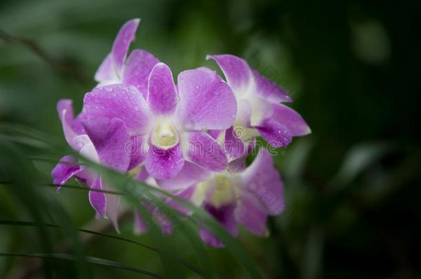 紫色的密花石斛兰花