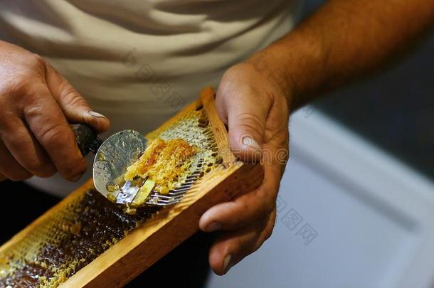 养蜂人打开蜜盖蜂窝和特殊的养蜂餐叉.生的