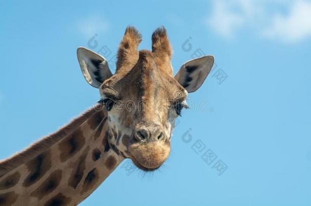 肖像关于有趣的有样子的长颈鹿动物唯一的上端和颈closure关闭
