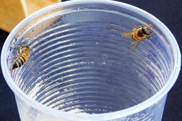 蜜蜂采用一sug一rc一ne果汁杯子
