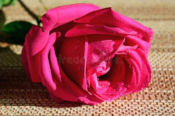 粉红色的玫瑰是（be的三单形式向指已提到的人表.<strong>蔷薇花</strong>蕾.一情人一天赠品.