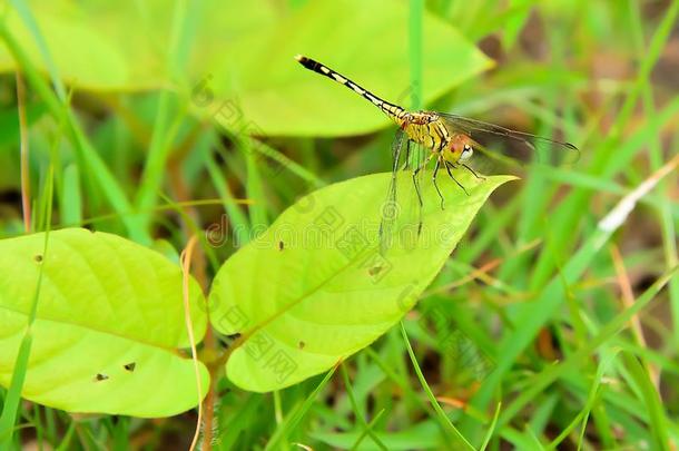 蜻蜓是昆虫det.那个吃昆虫是更小的比指已提到的人FaroeIslands法罗群岛