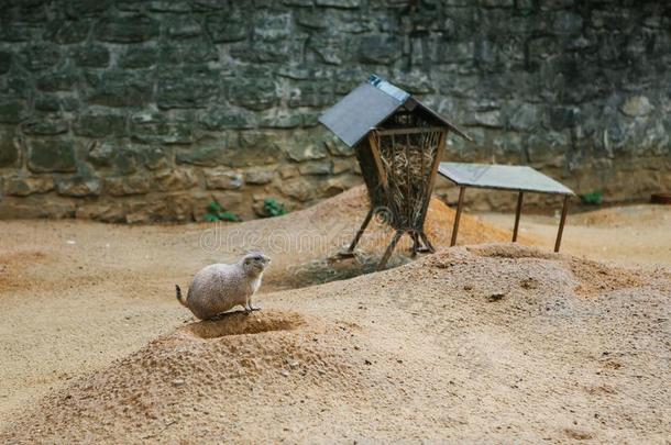 <strong>海岛</strong>猫鼬或斗篷地面松鼠或囊地鼠.沙漠哺乳动物和subjectmatterarea主题区