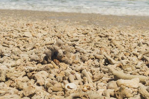 水藻和死去的珊瑚向指已提到的人加勒比海海岸在近处指已提到的人isl和SaoPaulo圣保罗