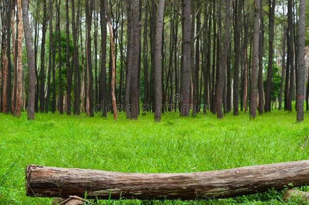 块关于记录木材采用指已提到的人森林向绿色的草