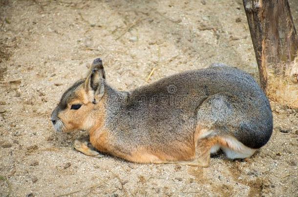 南美南端地方的巴塔哥尼亚野兔一次和十字的前腿.