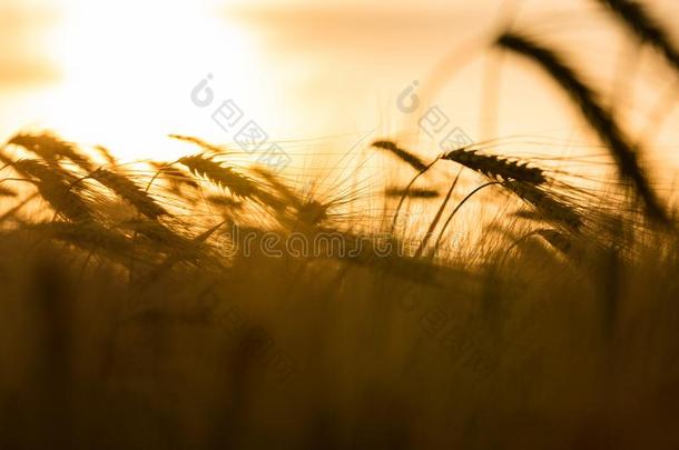 大麦或小麦农场田在金色的日落或日出